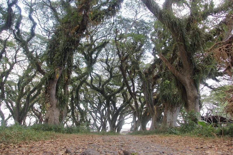 Ausladende Bäume im Wald von De Djawatan